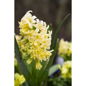 Hyacint (Hyacinthus orientalis) ´YELLOWSTONE´ - 1 cibuľka v kvetináči, kont. C2L (žltý)